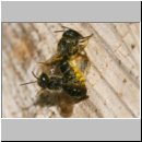 Heriades truncorum - Loecherbiene 07 6mm Paarung.jpg